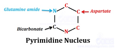 Source of atoms in pyrimidine nucleus