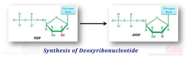 structure of deoxyribonucleotide