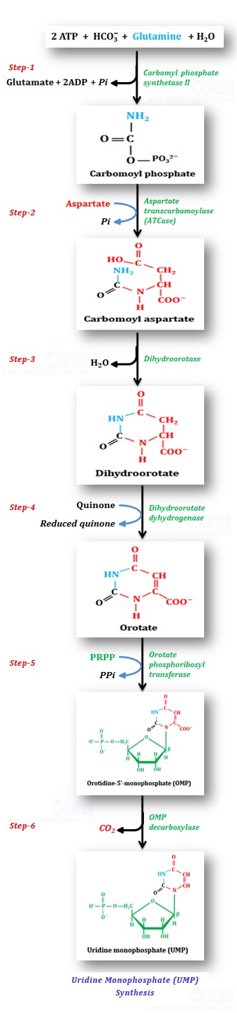 de-novo synthesis of UMP