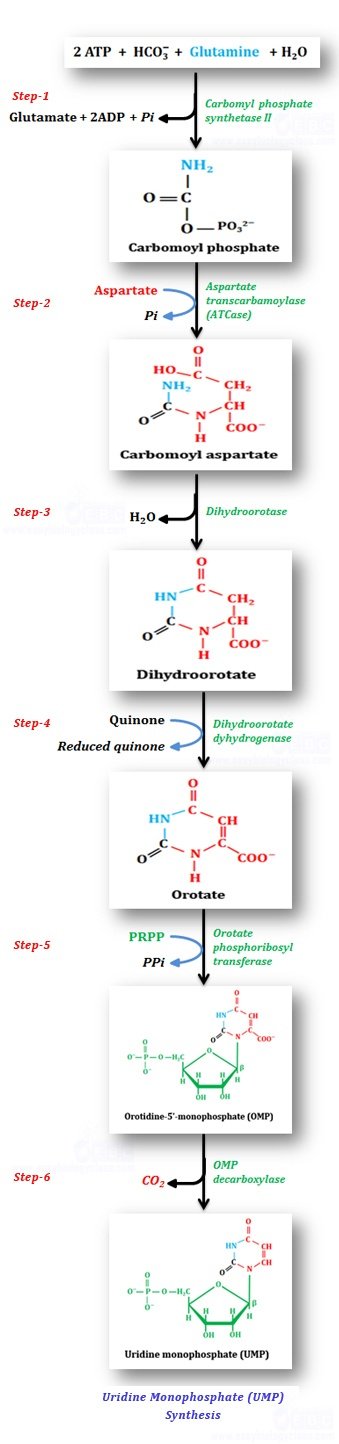 Purine Pyrimidine Synthesis De Novo Easy Biology Class