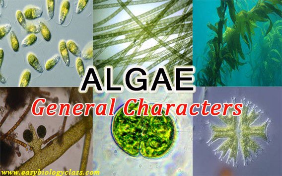 Important Characteristics of Algae