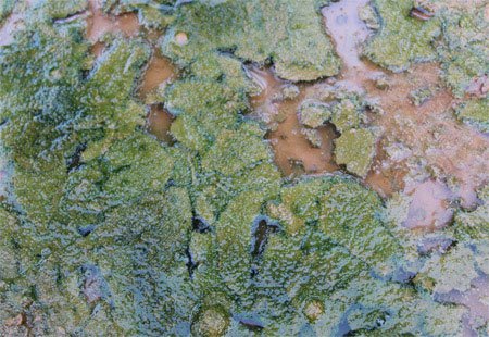 General Characteristics of Algae with Key Points | Easy Biology Class