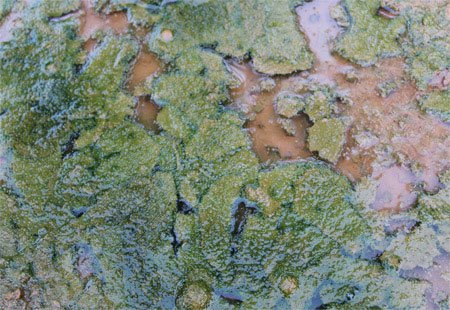 General appearance of algae