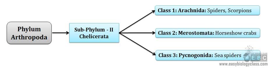 Classification of Chelicerata