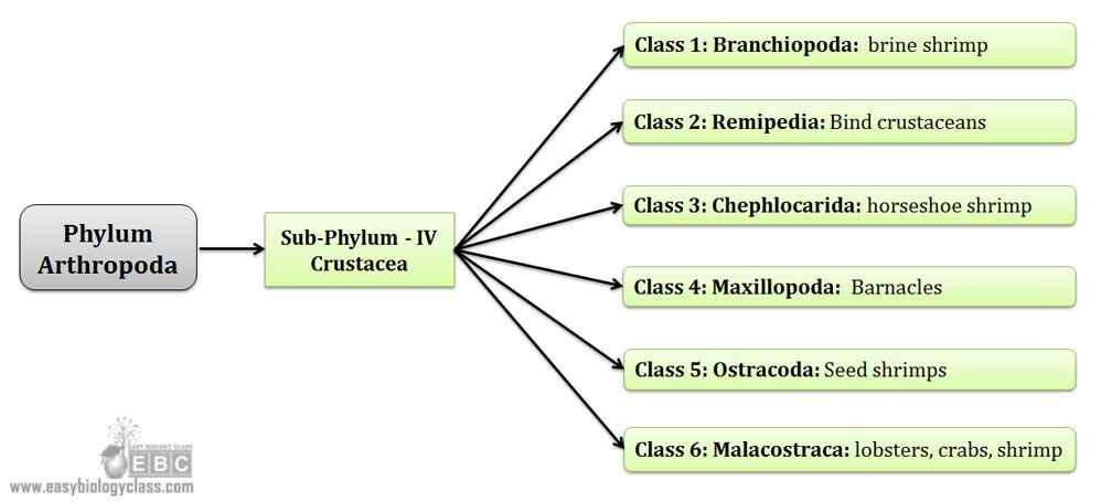 Arthropoda Characteristics Chart