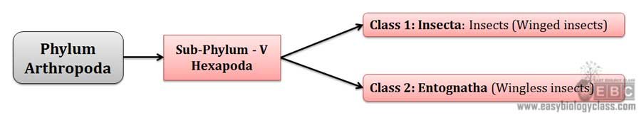 Sub-phylum Hexapoda