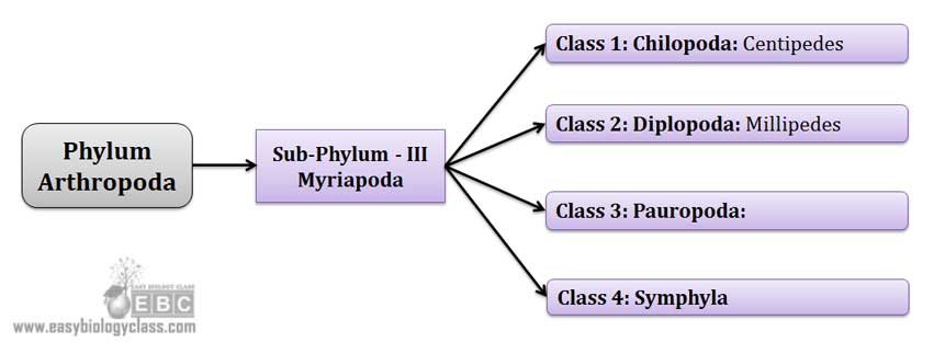 Classification of Myriapoda