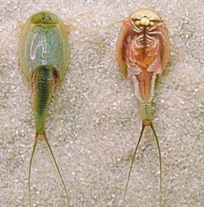 Branchiopods Characteristics | EasyBiologyClass