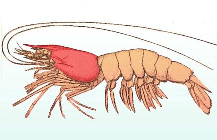 crustaceans characteristics