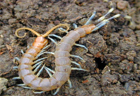 Centipedes vs millipedes