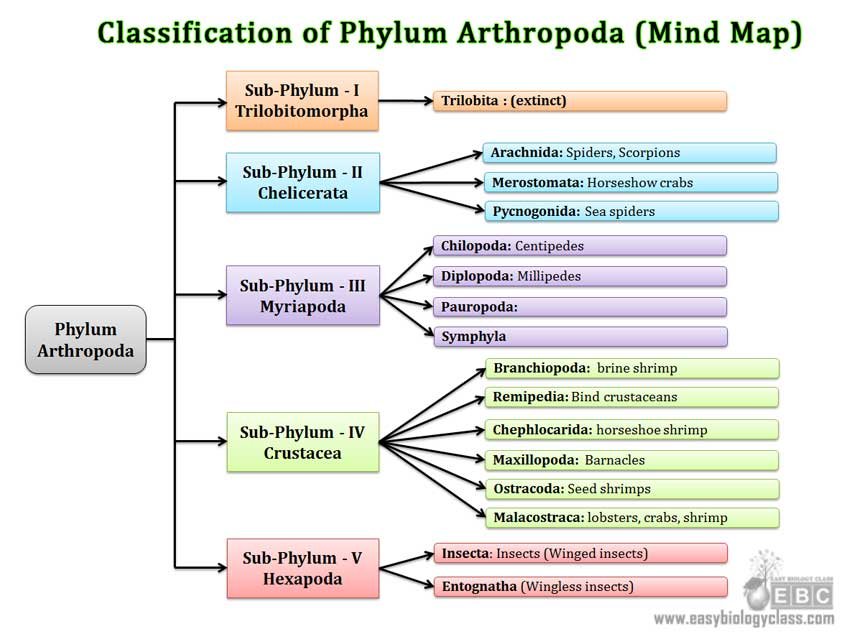 Arthropoda Classification (Subphylum/Classes) | Easy ... class arachnida diagram 