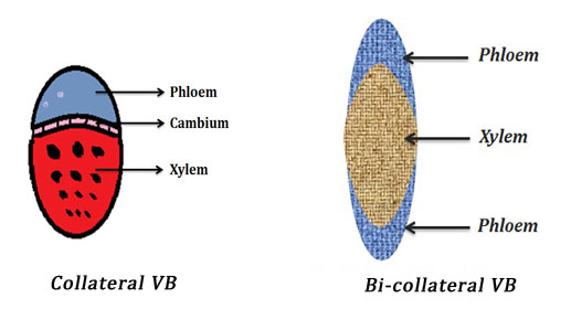 Bi-collateral vascular bundles