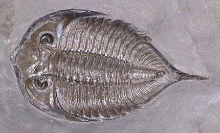 Trilobite Arthropode