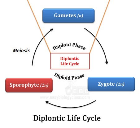Diplontic Life Cycle algae easybiologyclass