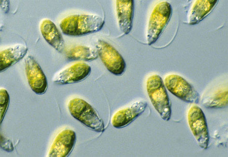 Thallus organization in algae