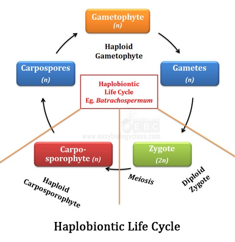 life cycle of batrachospermum