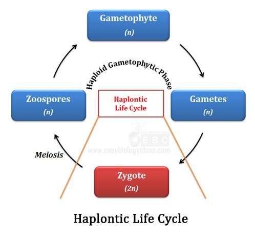 Life Cycle of Algae