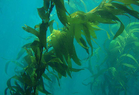 Which is the largest algae