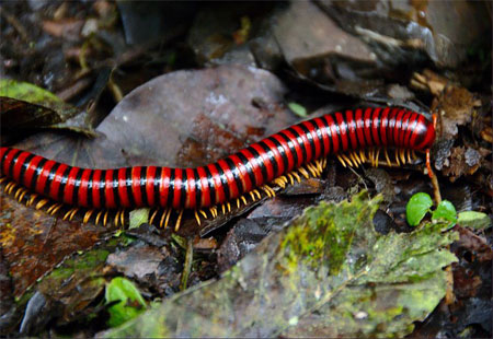 Millipedes and Centipedes Differences