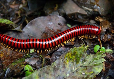 Diplopoda Characteristics | EasyBiologyClass