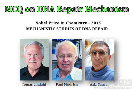 MECHANISTIC STUDIES OF DNA REPAIR