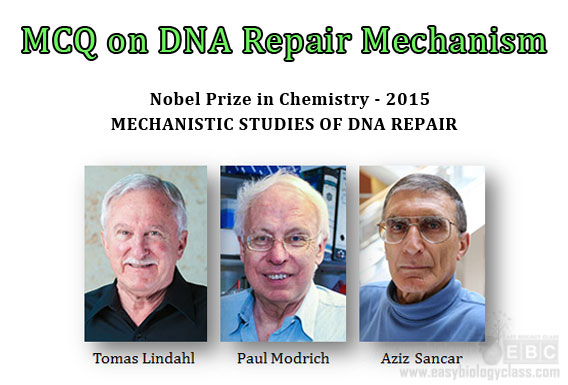 MECHANISTIC STUDIES OF DNA REPAIR