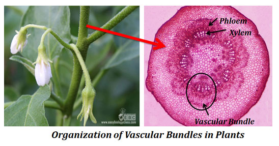 development of vascular bundle