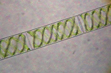 Chloroplast diversity in algae
