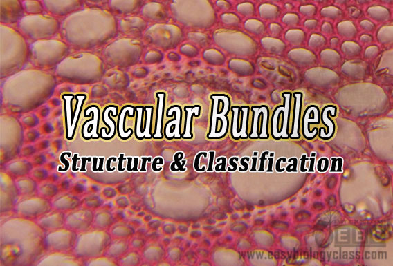 Plant Vascular Tissue System
