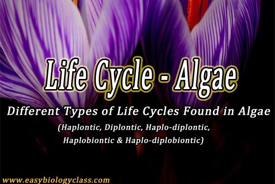 Life Cycle of Algae