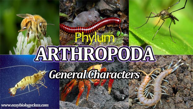 Arthropoda General Characters Zoology Notes | EasyBiologyClass Arthropoda General Characters Zoology Notes | EasyBiologyClass