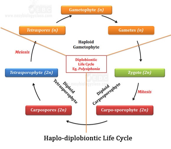 diplobiontic life cycle of polysiphonia