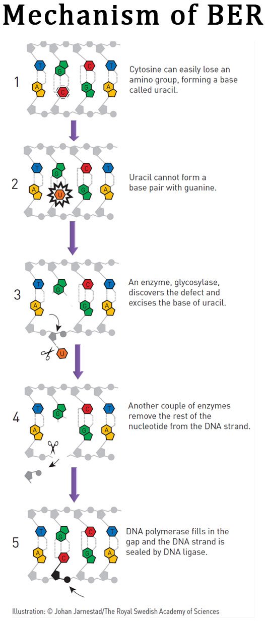 Base Excision Repair Pathway