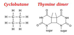 What is Thymine Dimer