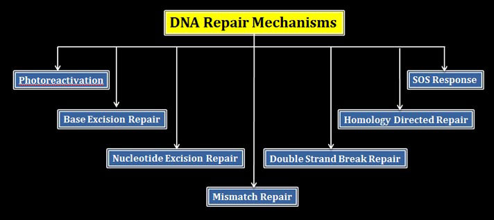 Methods of DNA Repair