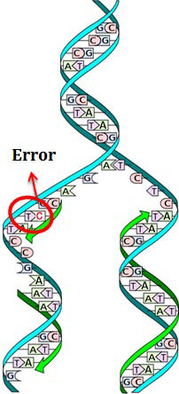 Proof Reading of DNA Polymerase
