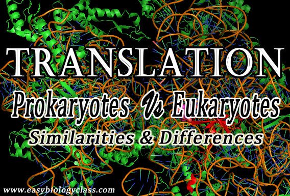 Prokaryotic Vs Eukaryotic Translation