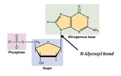 base excision repair of DNA