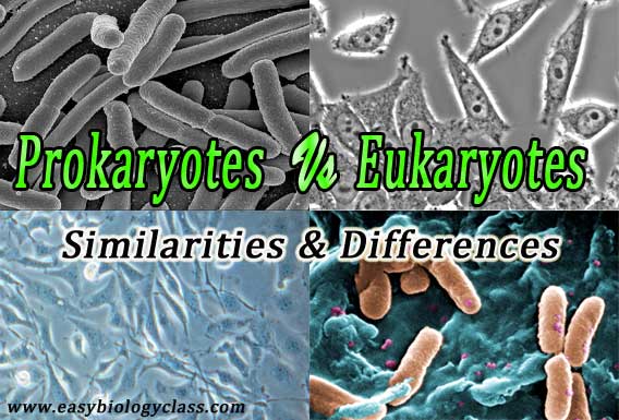 Difference Between Prokaryotes and Eukaryotes