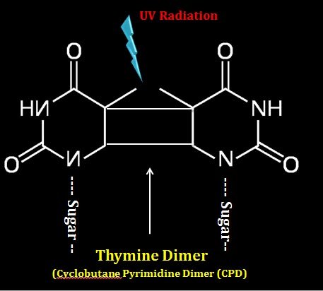 UV Induced DNA Damages