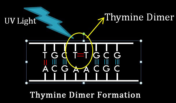 Pyrimidine Dimer