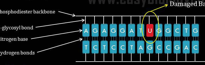 DNA Repair BER Overview