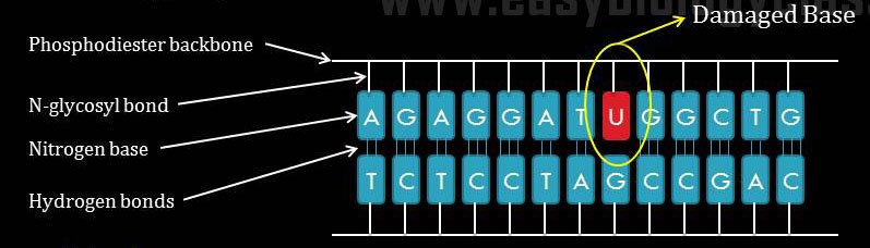 DNA Repair BER Overview