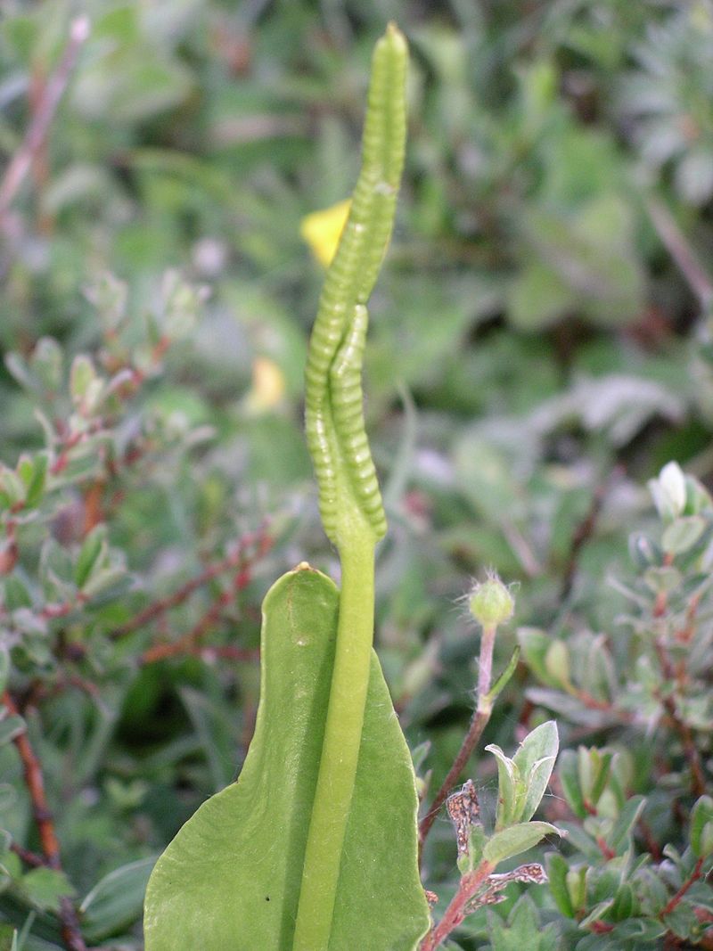 Ophioglossum sporangia
