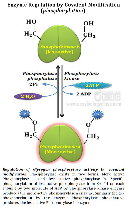 Glycogen phosphorylase mechanism of action