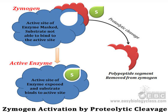 what are regulatory enzymes
