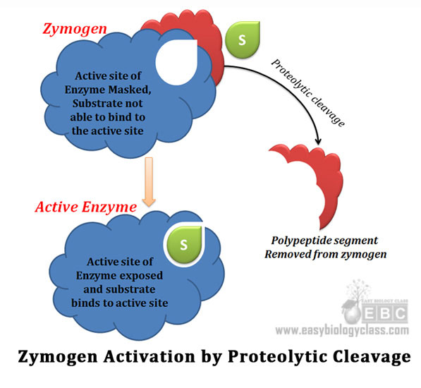 What are zymogens? easybiologyclass