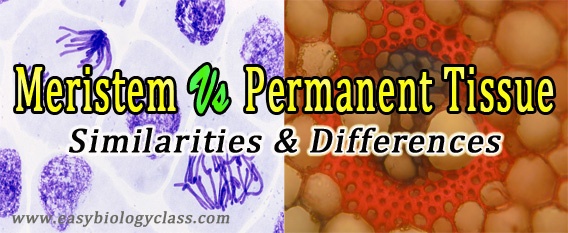 Difference between Meristematic Tissue and Permanent Tissue