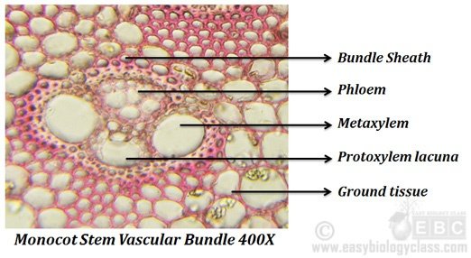 Minocot vascular bundle