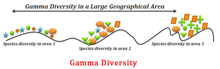 Define Gamma Diversity